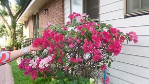 3M views · 78K reactions | ใกล้ปีใหม่ ขวัญพาไปเปิดสวนสวยบ้านอาตุ๊กดวงตากันดีกว่า อาตุ๊กจัดเองกับมือ รับรองสวยถูกใจ ไม่เคยเปิดเผยที่ไหนแน่นอน | Mom & Me Story | Facebook