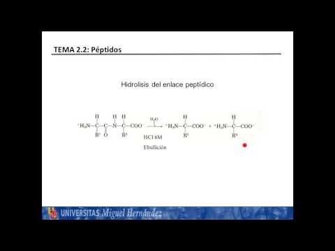 Lec2.2.1 Péptidos. Enlace y nomenclatura (umh1025 2015-16)