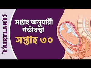 গর্ভাবস্থার ত্রিশ তম সপ্তাহ | সপ্তাহ অনুযায়ী গর্ভাবস্থা | সপ্তাহ ৩০