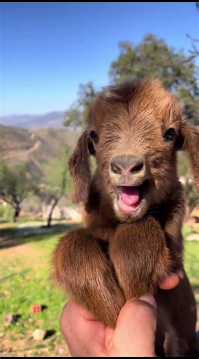 #goat Funny Goat Moments 😂 | Crazy Goats Compilation #Shorts