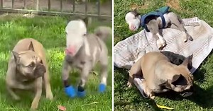 Tiniest Horse Lives In The House With All Of His Doggy Friends