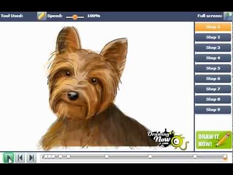 How to draw a yorkie