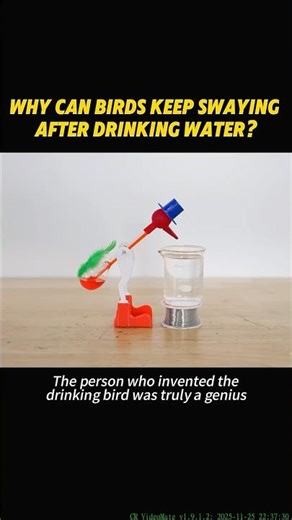 Why can birds keep swaying after drinking water?#science #knowledge #shortvideo #usa🇺🇸