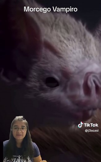 Morcego Vampiro: O Fascinante Desmodus rotundus