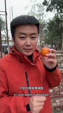 下午3:00在@小杰的旅途 直播麻阳冰糖橙复购#麻阳冰糖橙 #小杰在旅途 #孟加拉国#三轮车夫穆罕默德#杰小胖