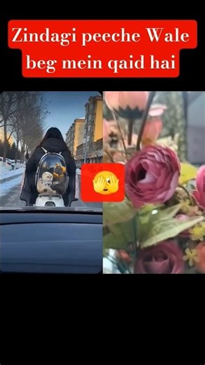 Scooty par Dangal: Billiyon ki transparent Fight.. 🫣🫣🫣🫣🫣😂😂😂😂😂. 😺