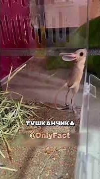 Удивительный Тушканчик🥰