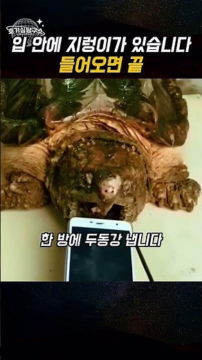 입 안에 지렁이가 있는 거북, 악어거북