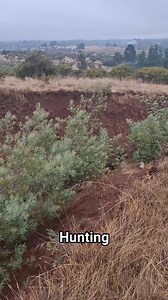 138K views · 2.3K reactions | Foxhound hunting #foxhound #hunting #doghunting #doglovers #doghunter #irfannfaturohman | Irfan Faturohman | Facebook