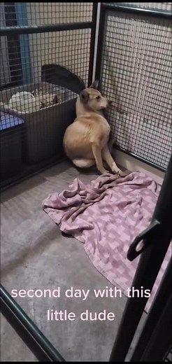 Feral Dog Rehabilitation: Two-Week Shutdown Journey