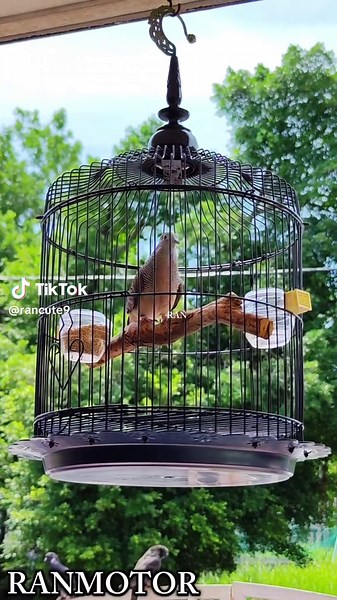 Teknik Pikat Merbok Kampung yang Berkesan