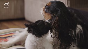 207K views · 2.3K reactions | Amanda's spaniels (and one Chinese crested) are always there to make new arrivals feel welcome at Panda Paws Rescue! #AmandaToTheRescue | Animal Planet | Facebook