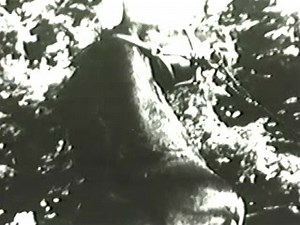 The Walt Disney Story : Free Download, Borrow, and Streaming : Internet Archive