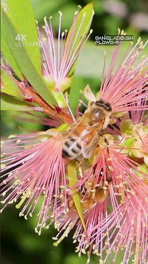 Bee Pollinating Pink Blossoms 🐝 | Bee & Flower Close-Up Nature Video #bee #pollination #naturevideo