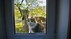 Beautiful cat meowing outside the window - Free Stock Video