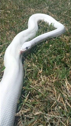 My beautiful Blue Eyed Leucictic most beautiful ball python ever