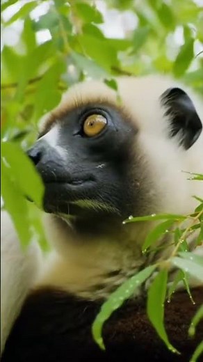 Witness the Incredible Leaping Sifaka Lemurs of Madagascar 🌿