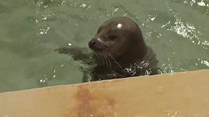 10K views · 79 reactions | These are the new harbor seal pups at...