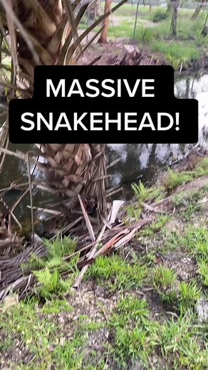 YouTube - Robs Aquatics #fish #fishing #fisherman #fishtank #florida #aquarium #snakehead #tank #pet #pets #fisher #fyp #fypシ