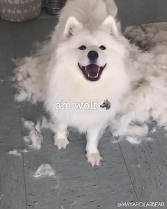 2.9M views · 98K reactions | If you ever wondered how clouds are made | Maya Polar Bear | Facebook