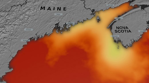 The Gulf of Maine is becoming increasingly warm and salty as ocean currents push warm water into the gulf from the Northwest Atlantic. Because of this, phytoplankton — small, plant-like marine organisms that photosynthesize — in the Gulf of Maine are 65% less productive than they were two decades ago, according to a new NASA-funded study. Phytoplankton are at the base of the marine food web, and help provide food for many larger fishes and marine animals. Learn more: https://go.nasa.gov/3NqLk9O 