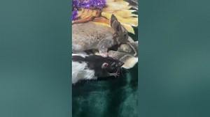 A Rat and Rabbit Prove That Friendship Knows No Speciesshorts