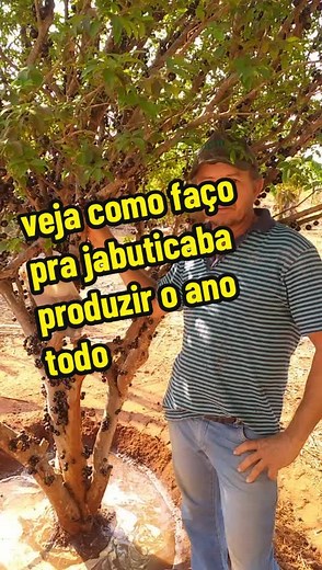Como Fazer Meu Pé de Jabuticaba Produzir o Ano Todo