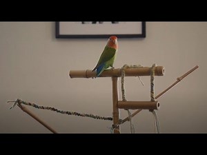 DIY a parakeet/lovebird perch and swing out of bamboo