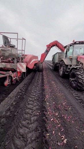 Beet Harvest Collection After Field Storage