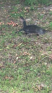 5.2K views · 70 reactions | What kind of turtle is this? Spotted off of Comstock Street in Port Charlotte today.  | Charlotte County FL, News | Facebook