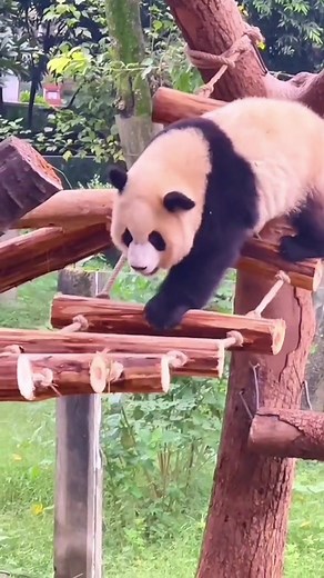 The Clumsiest Animal in Nature: The Panda Bear