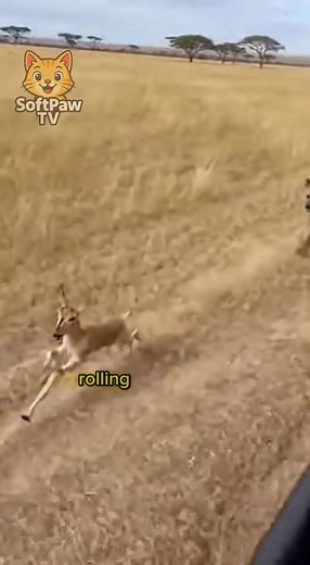 Baby Antelope Escapes Hyenas in Thrilling Chase! 😱