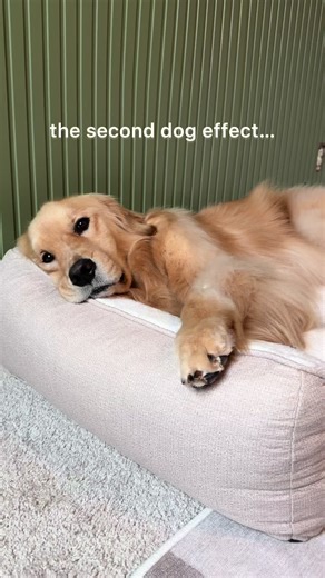 Can you see the difference? 🥹 let’s be clear pearl was happy before her sister, but now she’s even happier 🥰