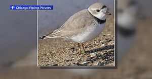 New Piping Plover spotted at Rainbow Beach