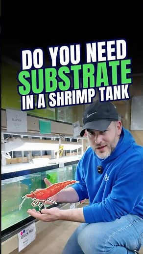 Do You NEED Substrate in a Shrimp Tank ??? | Shrimp Keeping