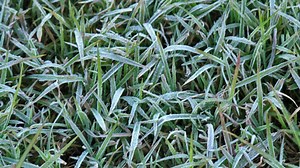 Freeze Facts for North Texas