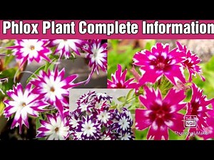 How to Grow and Care Phlox Flower Plant || Phlox Plant Care, Propagation and Fertilizer