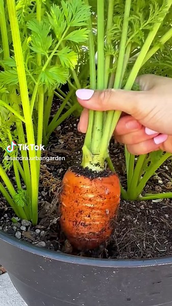 Chunky Carrot Container Garden Tips