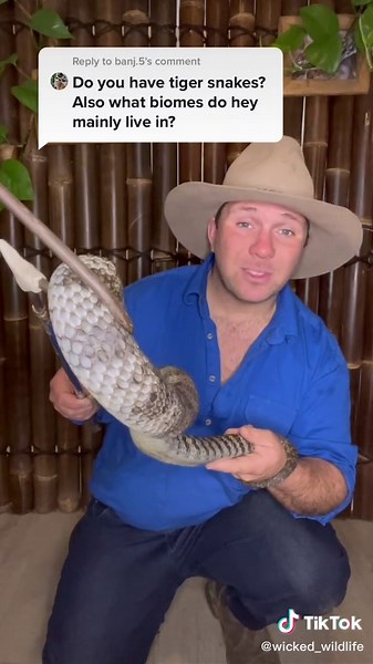 Encounter with a Venomous Tiger Snake in Australia