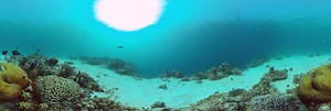 The underwater world of a coral reef. 360 Panorama | 360Cities