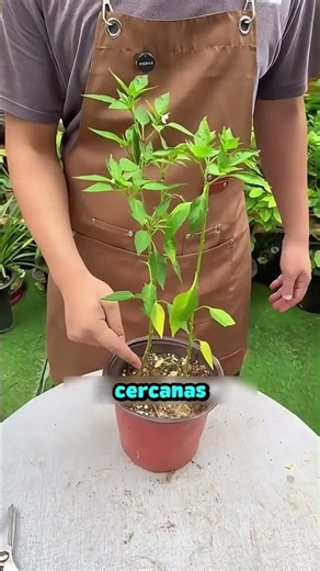 🌱 3 techniques to grow more chili peppers