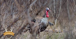 Who's gearing up for spring gobblers? April 22nd marks the opening day of Manitoba's 2017 Youth resident wild turkey season, with April 29th kicking off the general Resident wild turkey season. Check out our Master Hunter Minute video, showcasing Manitoba's unique hunting opportunities for wild turkey. Celebrate the experience of hunting in Manitoba, submit your harvest to Manitoba's Master Hunter program at hunters.travelmanitoba.com #MasterHunter #HuntFishMB | Fishing & Hunting in Manitoba