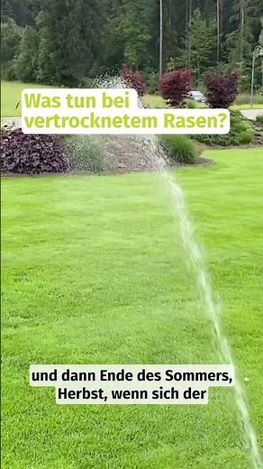 Was tun bei vertrocknetem Rasen?🤔 #lawn #rasen #foryou