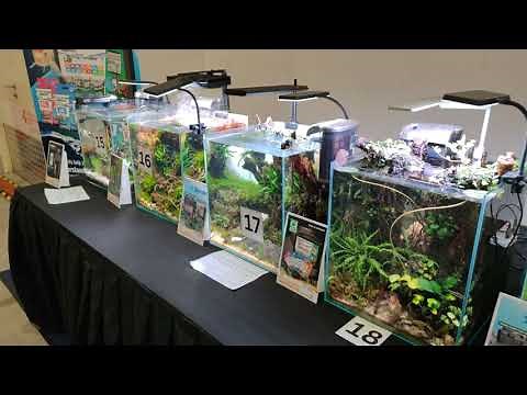 Beautiful Planted Tank Setup 🌱 | Low Light & Low Cost