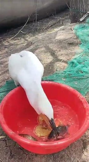 “The Duck Eats the Fish! 😲 | Unbelievable Nature Moment Caught on Camera”