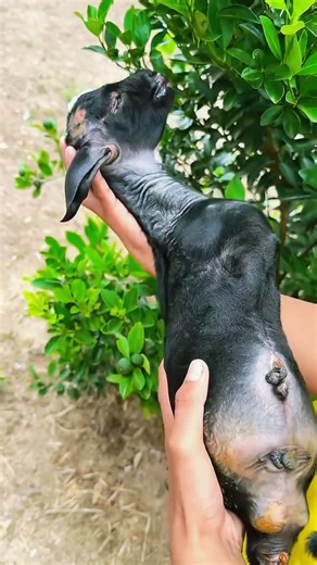 Murodjon on Instagram: "Qo’zichoq yashab ketadimi?"