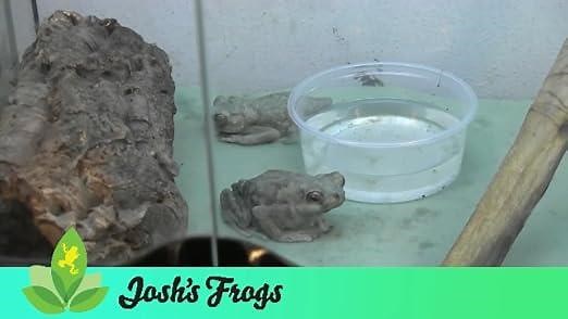 How to Use and Clean Frog Foam