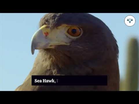 Hawk के खूंखार हमले | Dangerous Hawk Attacks | #jungle #animals