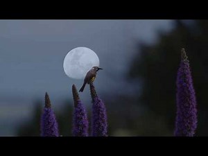 Skywatcher Evostar 72ED review