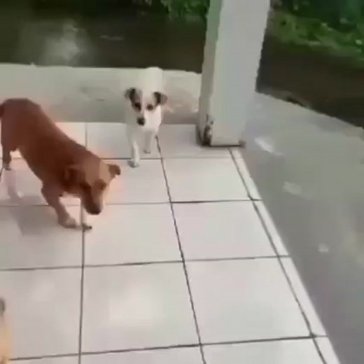 Funny Red Circle Arrow Memes Compilation